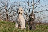 BEDLINGTON TERRIER 104